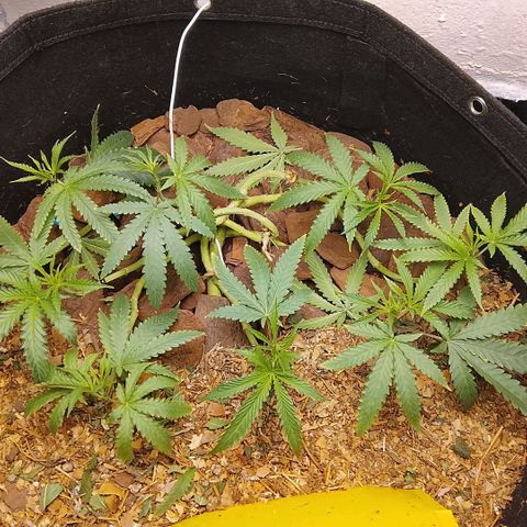 Botafumeiros growlog photo: podas + rega de 3.5L com bokashi e ocean mix.