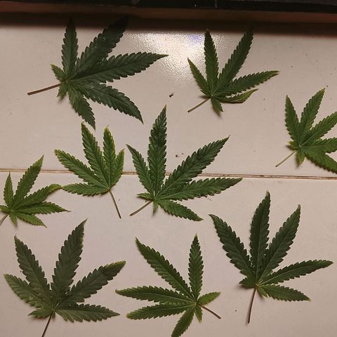 Botafumeiros growlog photo: podas + rega de 3.5L com bokashi e ocean mix.