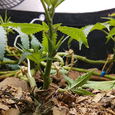 Botafumeiros growlog photo: podas + rega de 3.5L com bokashi e ocean mix.
