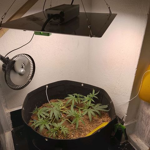 Botafumeiros growlog photo: podas + rega de 3.5L com bokashi e ocean mix.