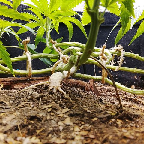 Botafumeiros growlog photo: podas + rega de 3.5L com bokashi e ocean mix.