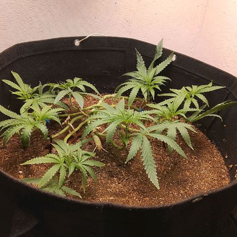 Botafumeiros growlog photo: podas + rega de 3.5L com bokashi e ocean mix.
