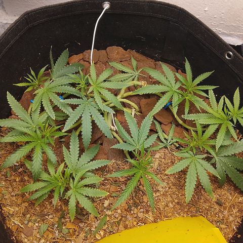 Botafumeiros growlog timeline photo