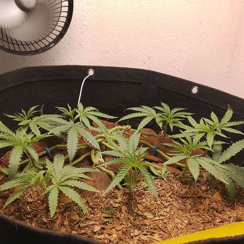 Botafumeiros growlog timeline photo