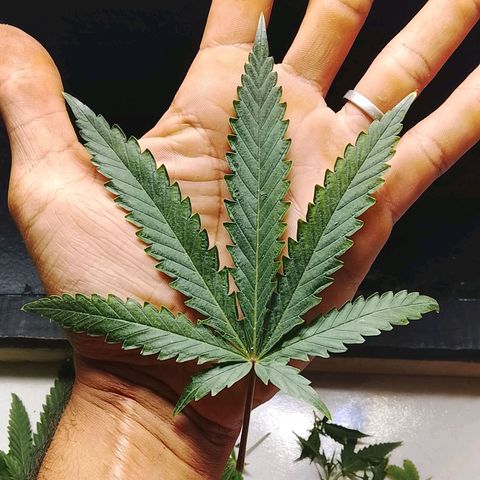 Botafumeiros growlog photo: pré flora, amanhã é flip.