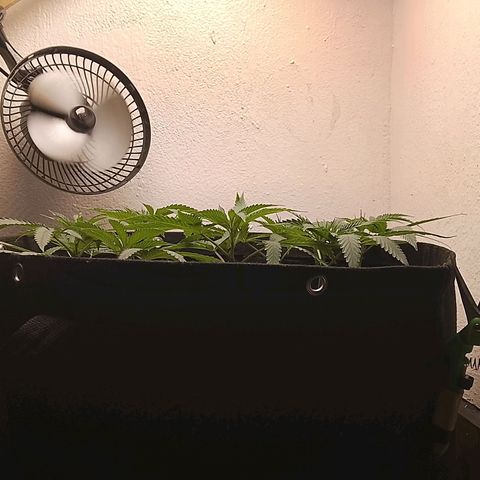 Botafumeiros growlog photo: pré flora, amanhã é flip.