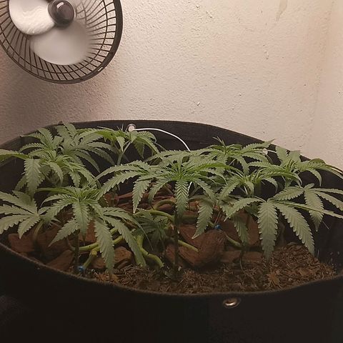 Botafumeiros growlog photo: pré flora, amanhã é flip.