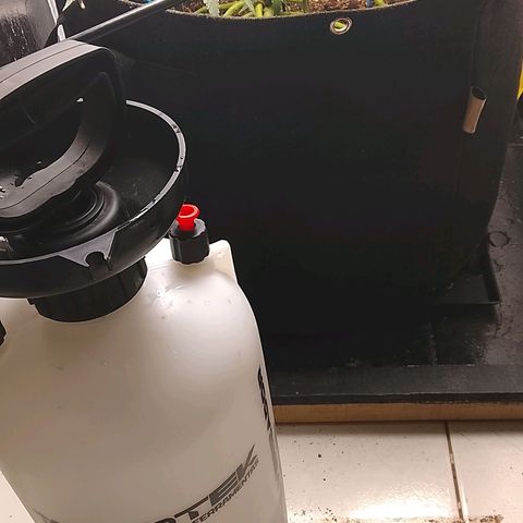 Botafumeiros growlog photo: pré flora, amanhã é flip.
