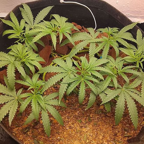 Botafumeiros growlog photo: pré flora, amanhã é flip.