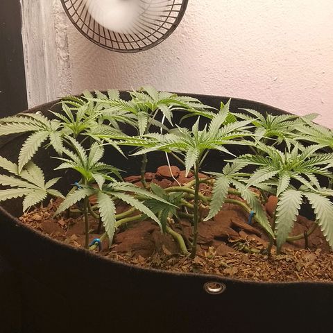 Botafumeiros growlog photo: pré flora, amanhã é flip.