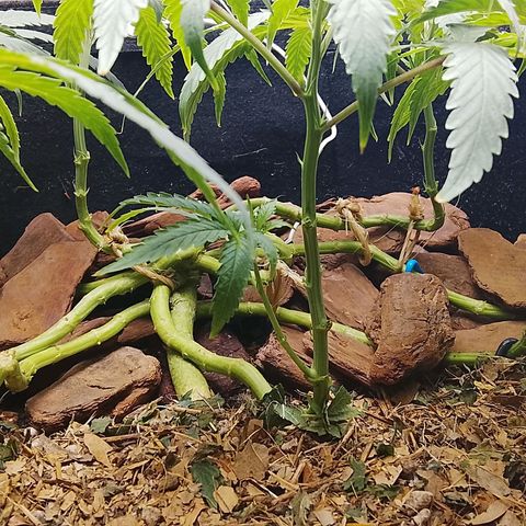 Botafumeiros growlog photo: pré flora, amanhã é flip.