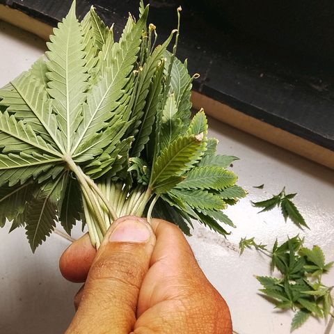 Botafumeiros growlog photo: pré flora, amanhã é flip.