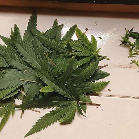 Botafumeiros growlog photo: pré flora, amanhã é flip.