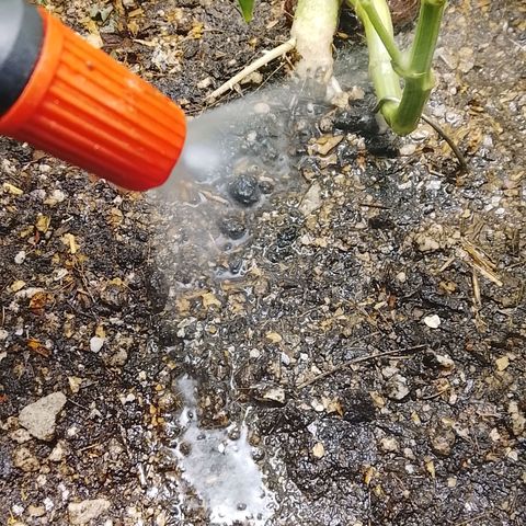 Botafumeiros growlog photo: pré flora, amanhã é flip.