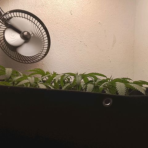Botafumeiros growlog photo: pré flora, amanhã é flip.