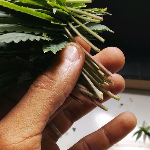 Botafumeiros growlog photo: pré flora, amanhã é flip.