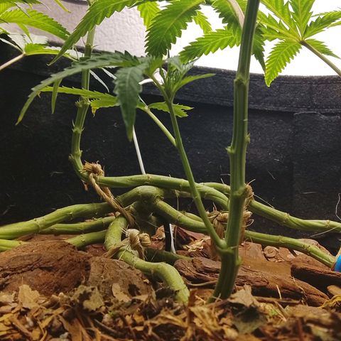 Botafumeiros growlog photo: pré flora, amanhã é flip.