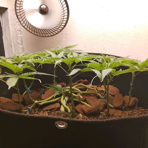 Botafumeiros growlog timeline photo
