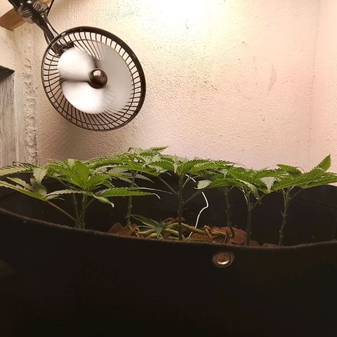 Botafumeiros growlog timeline photo