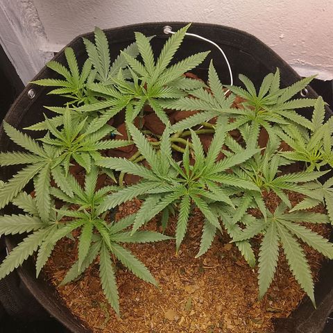 Botafumeiros growlog timeline photo