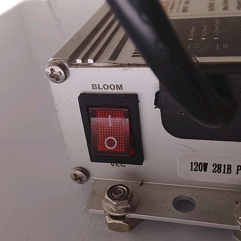 Botafumeiros growlog photo: floração filtro de carvao e led pra bloom.