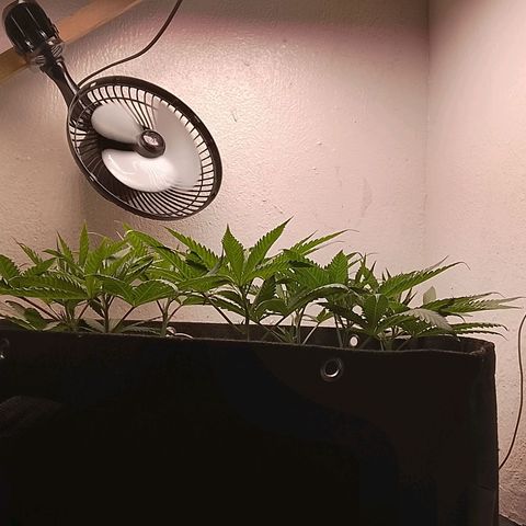 Botafumeiros growlog photo: ja começou a esticar... 