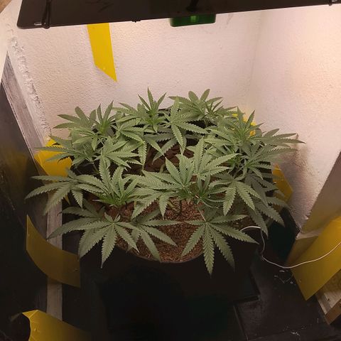 Botafumeiros growlog timeline photo