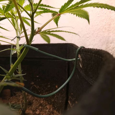 Botafumeiros growlog timeline photo