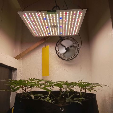 Botafumeiros growlog timeline photo