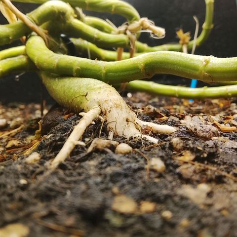 Botafumeiros growlog timeline photo