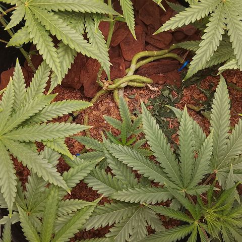 Botafumeiros growlog timeline photo