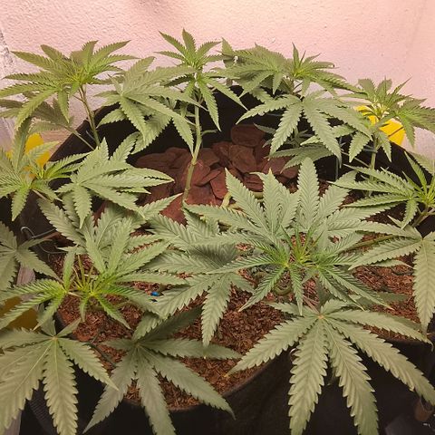 Botafumeiros growlog timeline photo