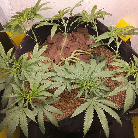 Botafumeiros growlog timeline photo