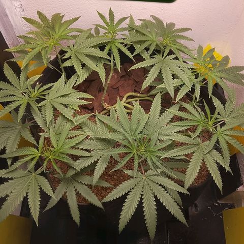 Botafumeiros growlog timeline photo