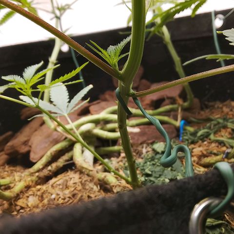 Botafumeiros growlog timeline photo