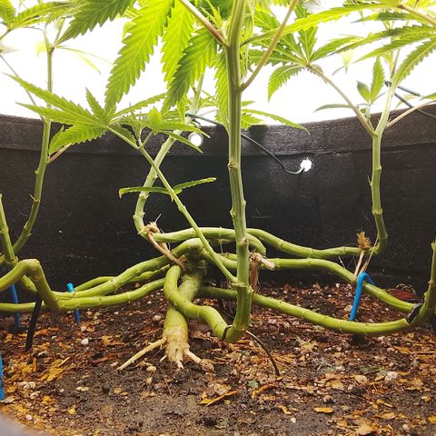 Botafumeiros growlog timeline photo