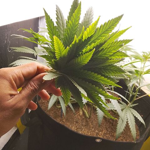 Botafumeiros growlog photo: primeiros pistilos com 8 dias de folha.