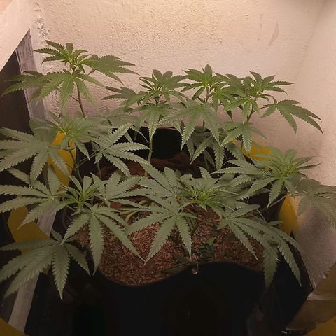 Botafumeiros growlog photo: primeiros pistilos com 8 dias de folha.
