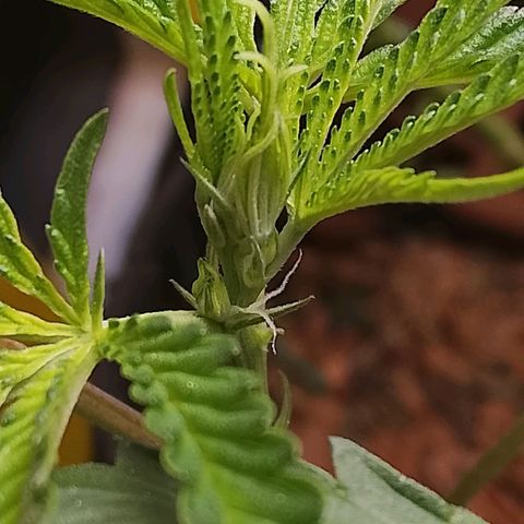 Botafumeiros growlog photo: primeiros pistilos com 8 dias de folha.