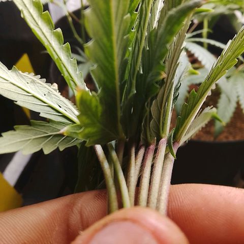 Botafumeiros growlog photo: primeiros pistilos com 8 dias de folha.