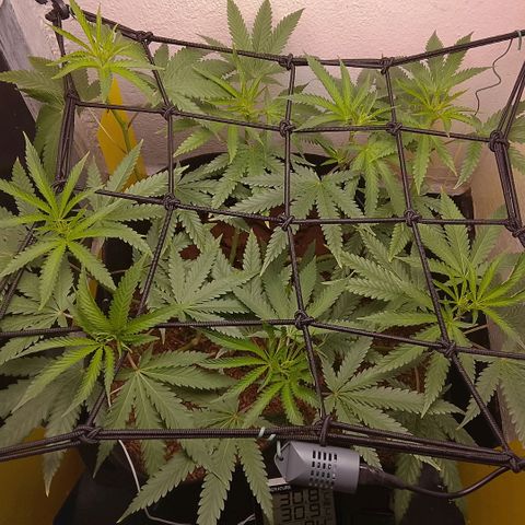 Botafumeiros growlog photo: esta indo bem.