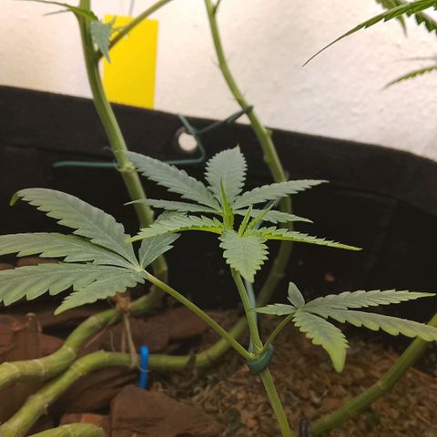 Botafumeiros growlog photo: esta indo bem.