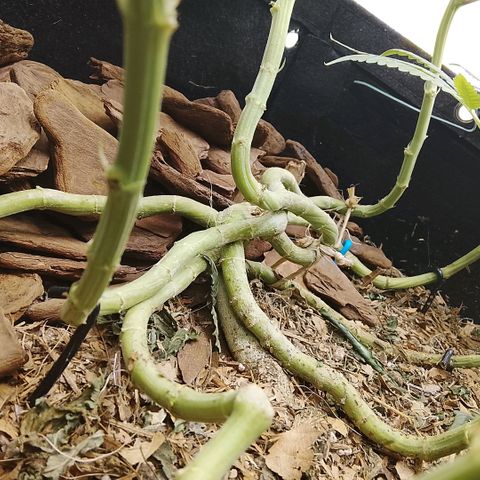 Botafumeiros growlog photo: esta indo bem.