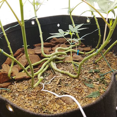 Botafumeiros growlog timeline photo