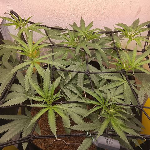 Botafumeiros growlog photo: ta legal...