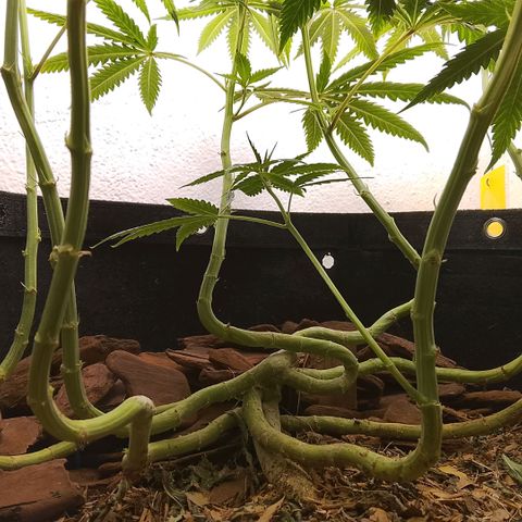 Botafumeiros growlog photo: ta legal...