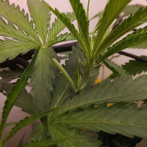Botafumeiros growlog photo: ta legal...