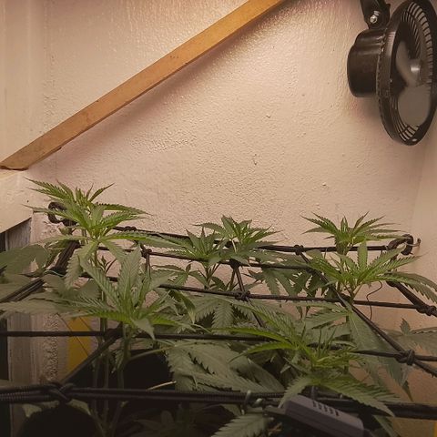 Botafumeiros growlog photo: ta legal...