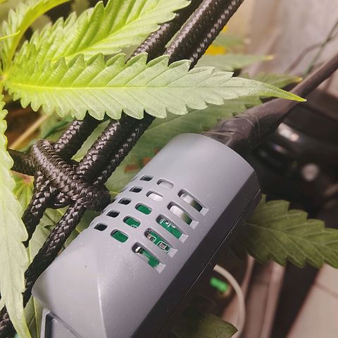 Botafumeiros growlog timeline photo