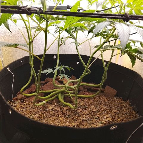 Botafumeiros growlog photo: indo bem